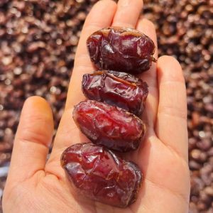 بهترین قیمت خرمای کبکاب درجه یک بدون واسطه