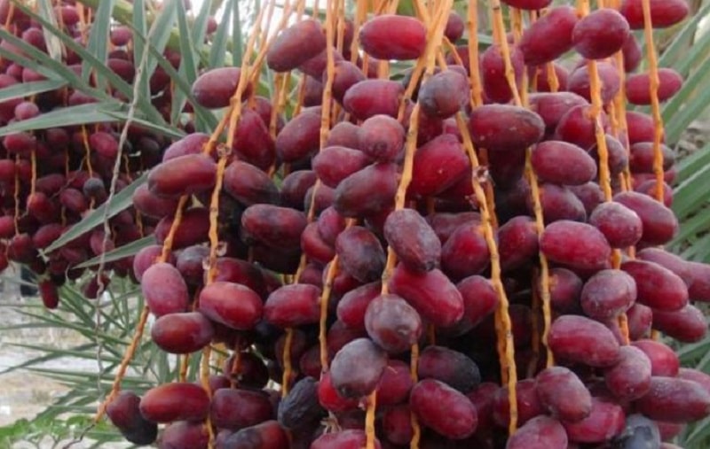 خرمای مضافتی درجه یک فله