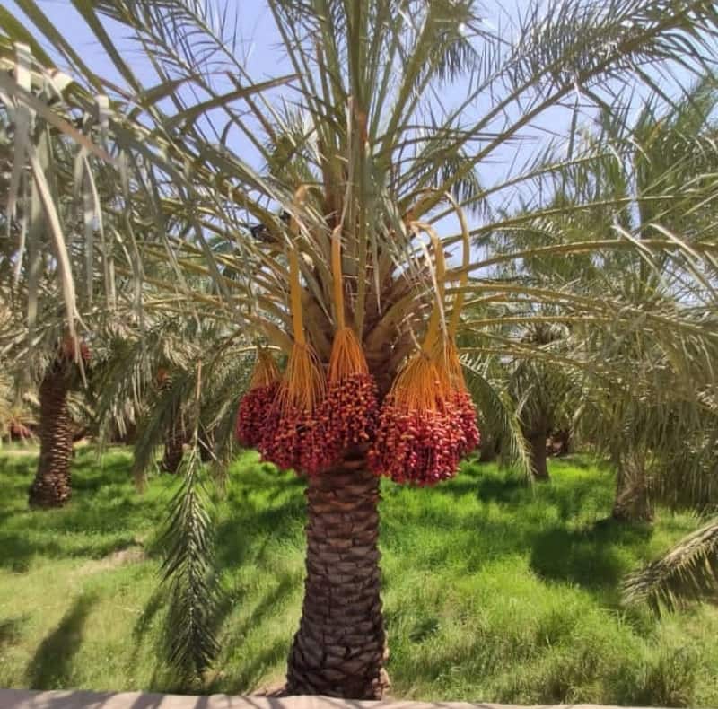 خرید خرمای مضافتی فله 